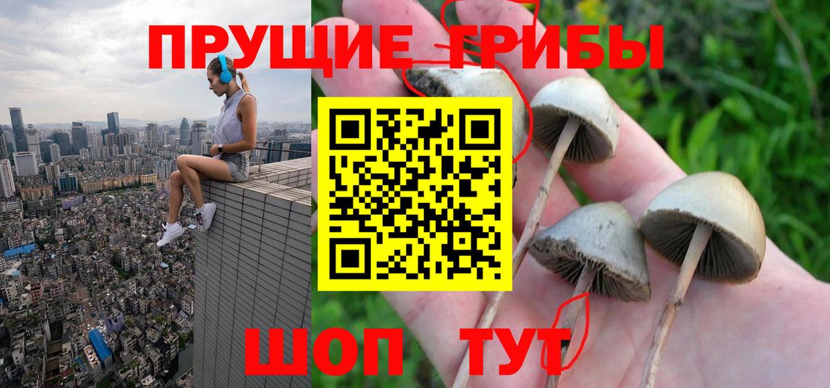 Псилоцибиновые грибы Cubensis Белорецк